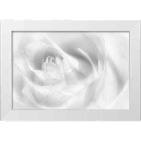 Hint Of A Rose White Modern Wood Framed Art Print by Pfeiffer, Peter