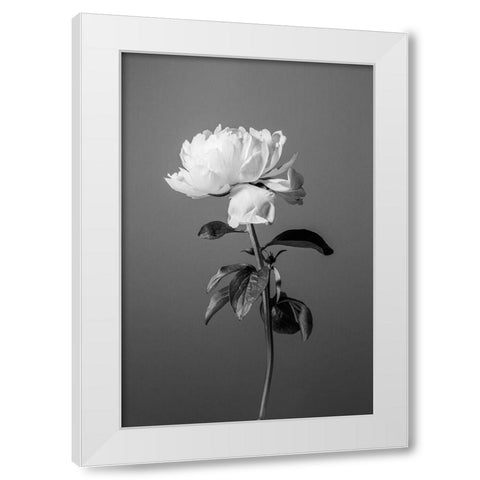 Peony BW White Modern Wood Framed Art Print by 1x Studio III