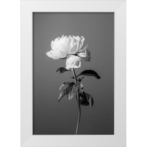Peony BW White Modern Wood Framed Art Print by 1x Studio III