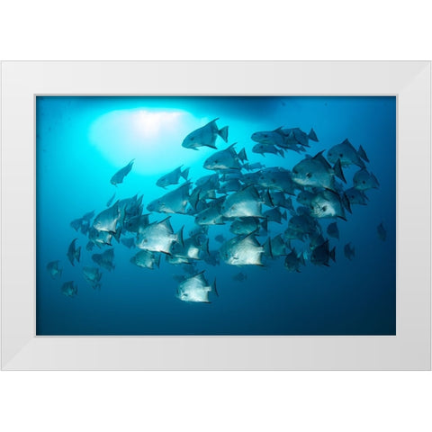 School Time White Modern Wood Framed Art Print by Y Lin, Ryan