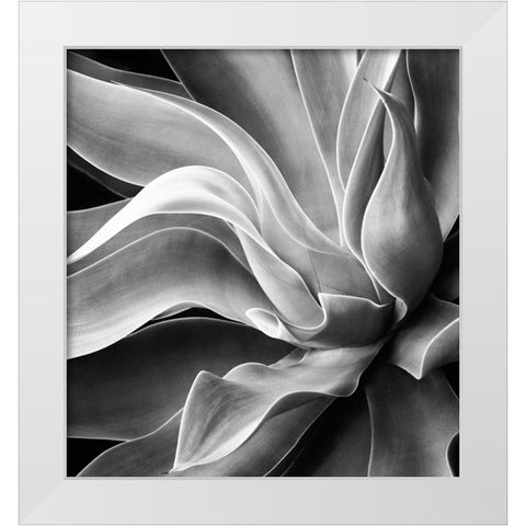 Agave Abstract, Summer 2022 White Modern Wood Framed Art Print by Wechsler, Robin