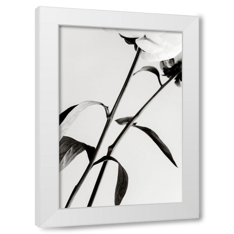 Peony 08 White Modern Wood Framed Art Print by 1x Studio III