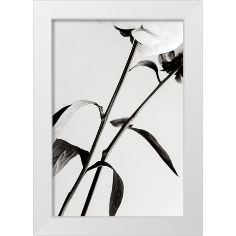 Peony 08 White Modern Wood Framed Art Print by 1x Studio III