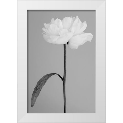 Peony 14 White Modern Wood Framed Art Print by 1x Studio III