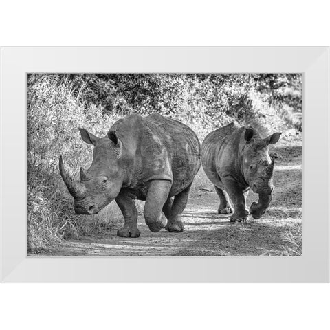 The Two Rhinos - Wildlife III White Modern Wood Framed Art Print by Richter, Regine