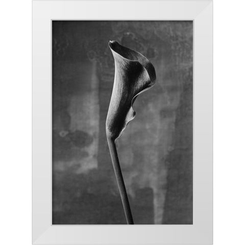 Flower_3 White Modern Wood Framed Art Print by Mori, Kenji