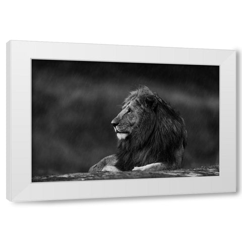 Rainy King White Modern Wood Framed Art Print by Sobhi, Ahmed