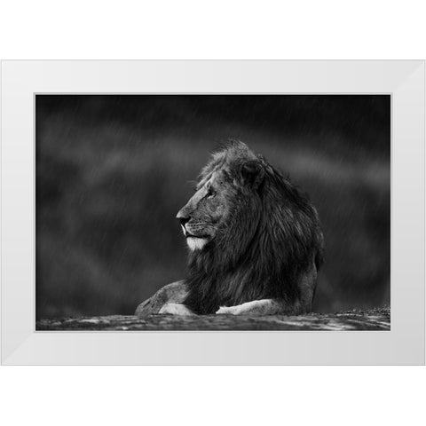 Rainy King White Modern Wood Framed Art Print by Sobhi, Ahmed