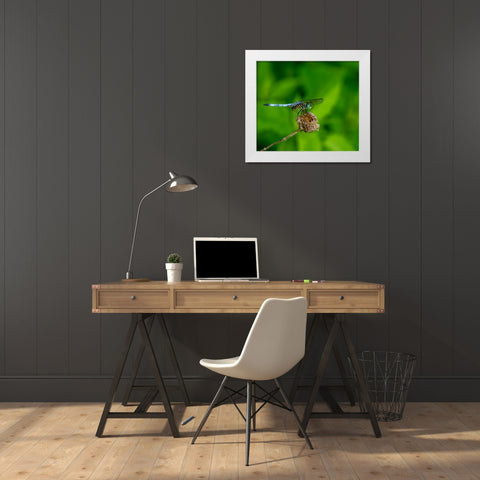 Blue Dasher Dragonfly White Modern Wood Framed Art Print by Haddix, Steven