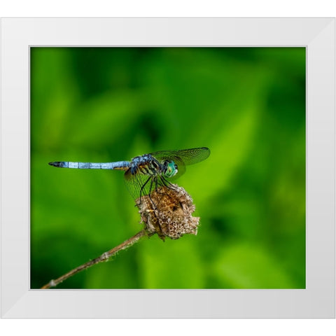 Blue Dasher Dragonfly White Modern Wood Framed Art Print by Haddix, Steven