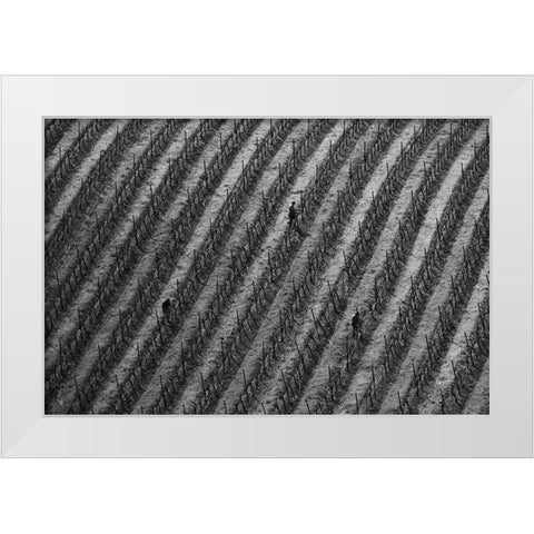 Vineyard White Modern Wood Framed Art Print by Mao, Yun