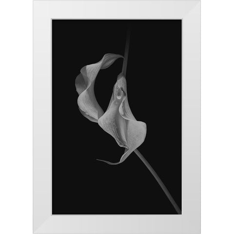 Close Talk White Modern Wood Framed Art Print by Jacobs, Lydia