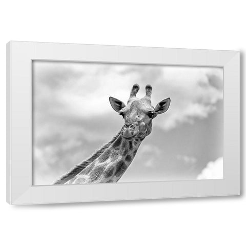 The giraffe - Wildlife V White Modern Wood Framed Art Print by Richter, Regine
