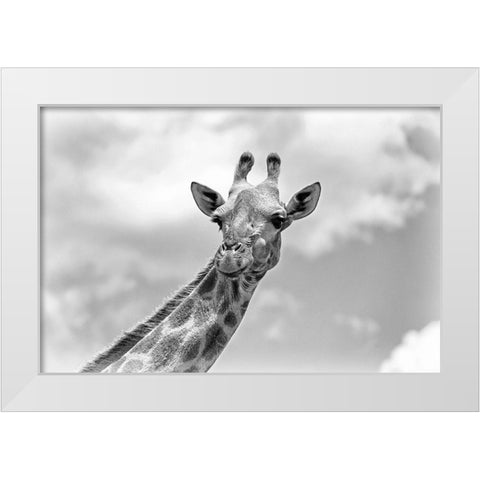 The giraffe - Wildlife V White Modern Wood Framed Art Print by Richter, Regine