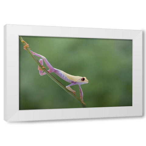 Morning Stretch White Modern Wood Framed Art Print by Wolbers, Louise
