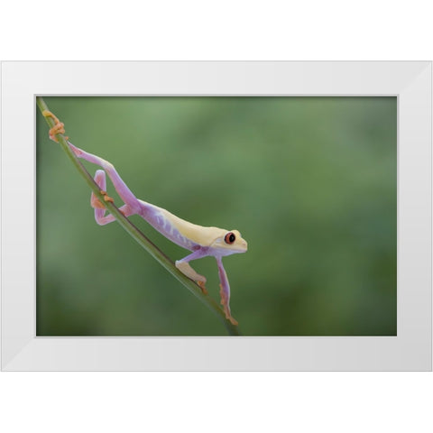 Morning Stretch White Modern Wood Framed Art Print by Wolbers, Louise