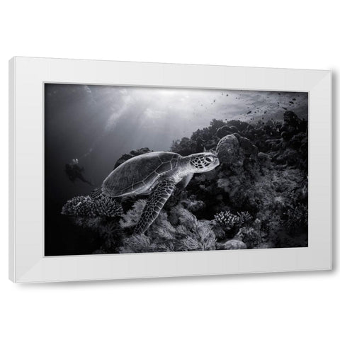 Green Turtle In Black And White White Modern Wood Framed Art Print by Gabriel, Barathieu