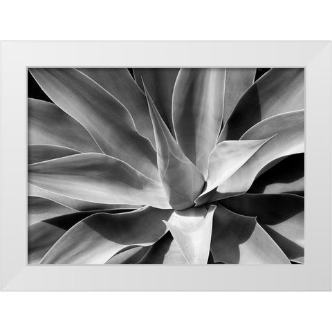 The Cone White Modern Wood Framed Art Print by Schull, Harald