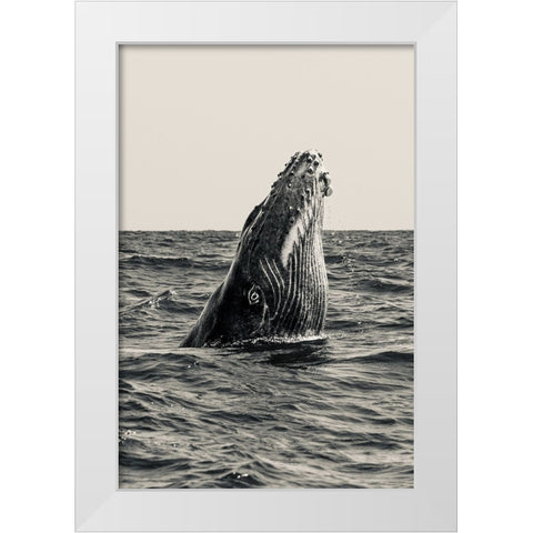 Secret Of Whale White Modern Wood Framed Art Print by Melesan, Serge