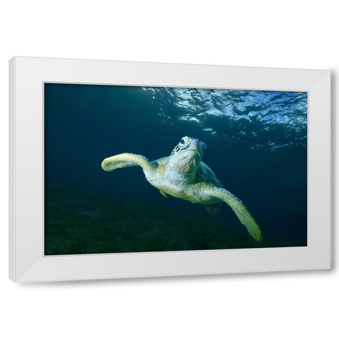 Airplane White Modern Wood Framed Art Print by Melesan, Serge