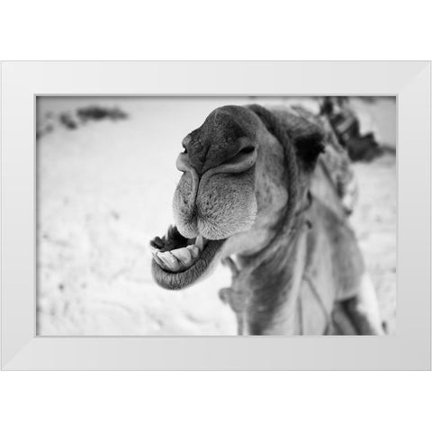 dromedary White Modern Wood Framed Art Print by Borges Alves, Luis