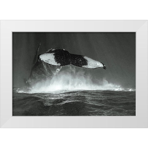 Tale Of Whales White Modern Wood Framed Art Print by Melesan, Serge