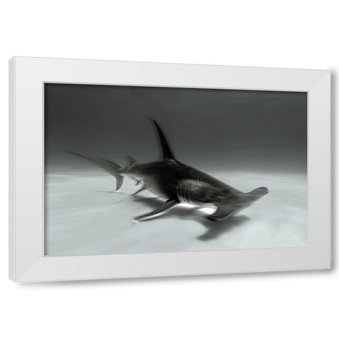 Great Hammerhead White Modern Wood Framed Art Print by Melesan, Serge