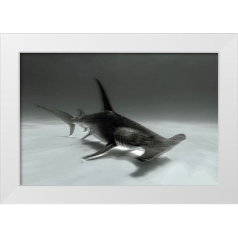Great Hammerhead White Modern Wood Framed Art Print by Melesan, Serge