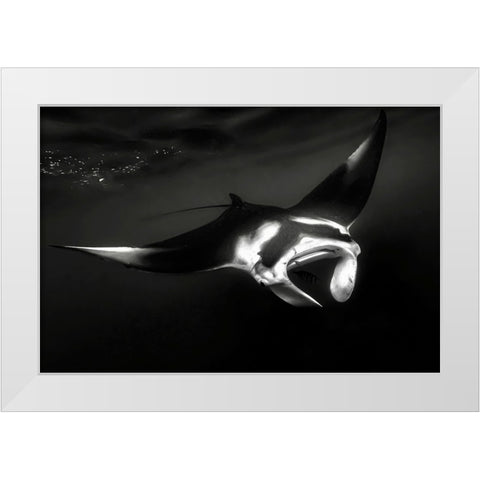 The Manta White Modern Wood Framed Art Print by Melesan, Serge