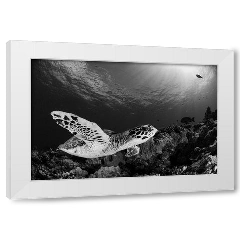 Hawksbill White Modern Wood Framed Art Print by Y Lin, Ryan