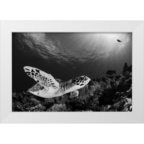 Hawksbill White Modern Wood Framed Art Print by Y Lin, Ryan