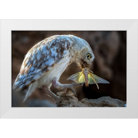 Peeping Owl Eating Dragonfly White Modern Wood Framed Art Print by Allam, Abdelkader