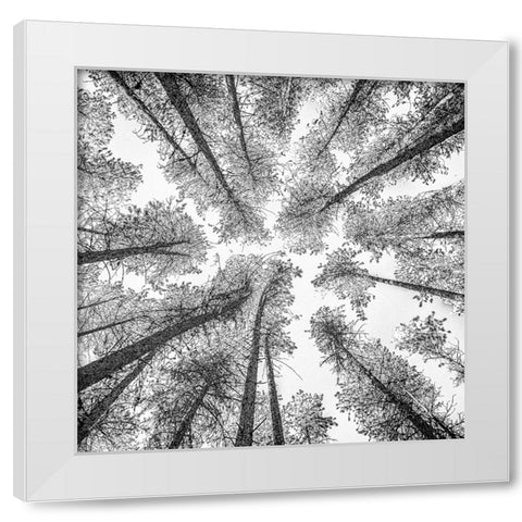 Tree Etching 002 White Modern Wood Framed Art Print by Darby, Rob