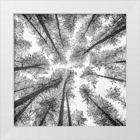 Tree Etching 002 White Modern Wood Framed Art Print by Darby, Rob