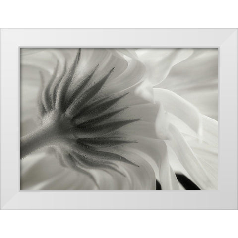 Calendula White Modern Wood Framed Art Print by Gronkjar, Lotte