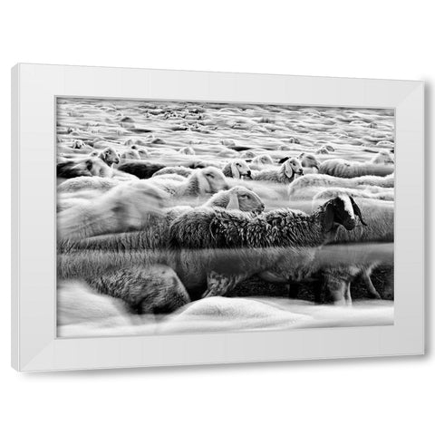 River Sheep || White Modern Wood Framed Art Print by Luca, Liloni