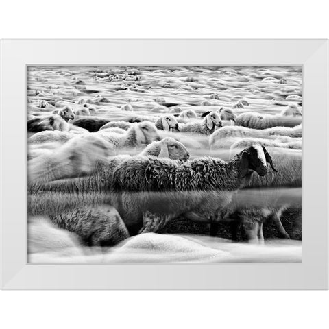 River Sheep || White Modern Wood Framed Art Print by Luca, Liloni