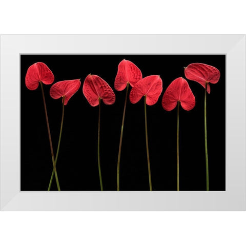 Botanical Hearts White Modern Wood Framed Art Print by Barbu, Floriana