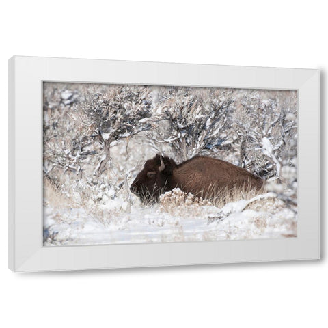 Bison In Winterland White Modern Wood Framed Art Print by Forns, Fabiola