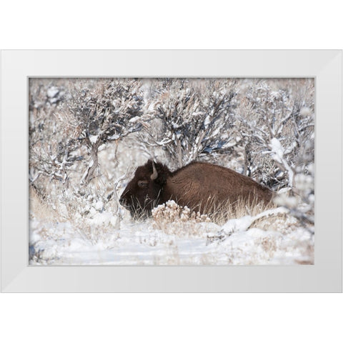 Bison In Winterland White Modern Wood Framed Art Print by Forns, Fabiola