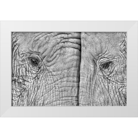 Two Elephants White Modern Wood Framed Art Print by Luis Duran, Juan