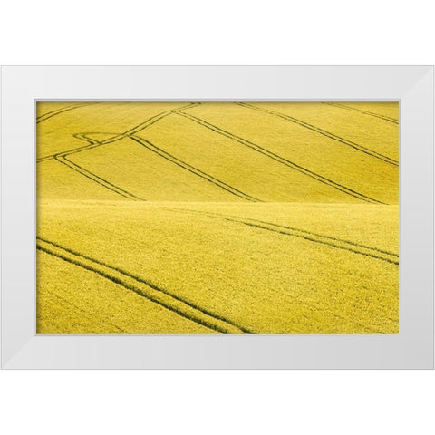 Field #2 White Modern Wood Framed Art Print by Collie, Clive