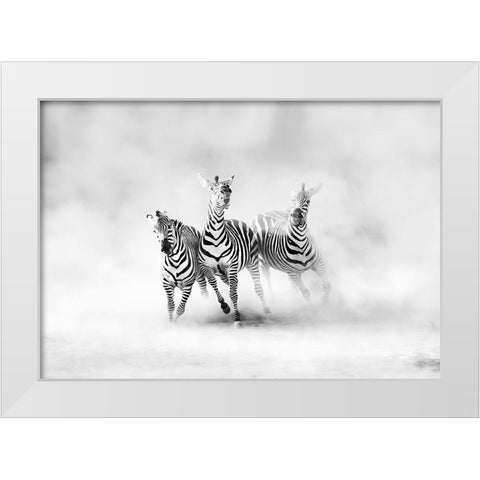 Zebras White Modern Wood Framed Art Print by Luis Duran, Juan