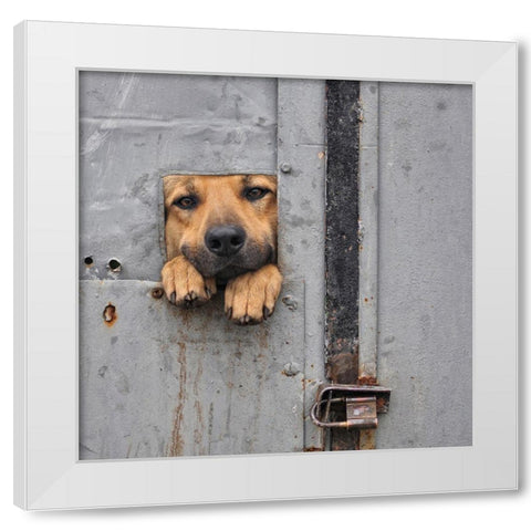 BenjiA#039;S Window Ii White Modern Wood Framed Art Print by Knartist