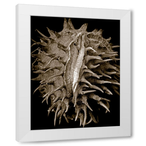 Chestnut White Modern Wood Framed Art Print by Collie, Clive