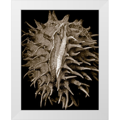 Chestnut White Modern Wood Framed Art Print by Collie, Clive