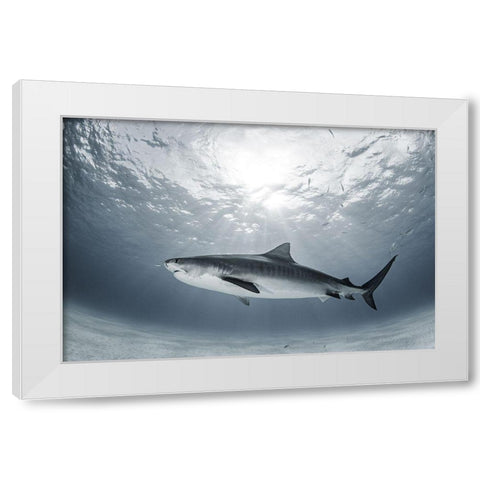 Tiger Rays White Modern Wood Framed Art Print by Kiefer, Ken