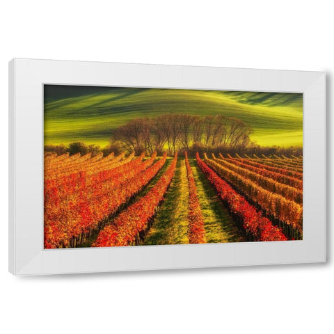 Vine-Growing White Modern Wood Framed Art Print by Krol, Piotr