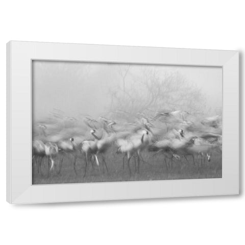Agamon Hula White Modern Wood Framed Art Print by Eichelberg, Amnon