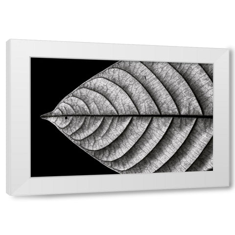 Dry Fish White Modern Wood Framed Art Print by J. Bhange, Nilesh